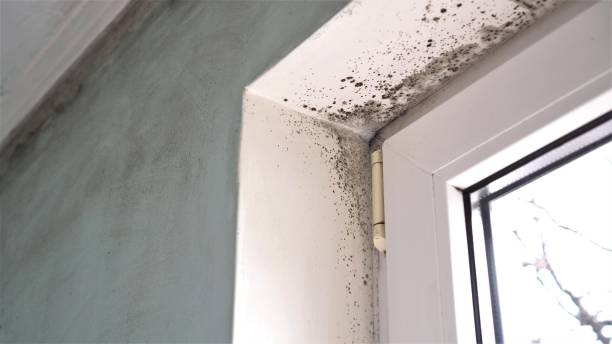 Best Crawl Space Mold Remediation  in Susquehanna Trails, PA